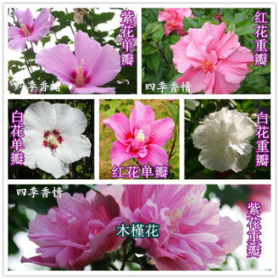 庭院阳台盆栽植物花卉 重瓣/单瓣木槿花苗 花色艳丽 花期长花量大