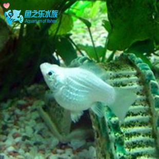 活体 玛丽鱼胎生鱼适合新手繁殖热带鱼观赏鱼活体小热带鱼活体 皮球鱼