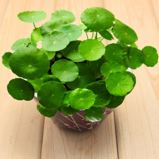 水培植物铜钱草金钱草办公室桌面盆栽花卉室内绿植净化空气含盆