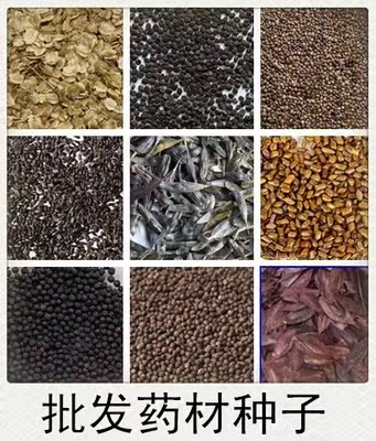 药材种子白芷桔梗板蓝根丹参决明子党参柴胡 杜仲种子