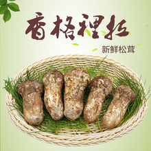 9CM 500g 新鲜 云南特产香格里拉新鲜松茸菌食用菌 野生 松茸