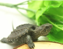 2015进口北美鳄龟3CM以上鳄鱼龟小鳄龟苗乌