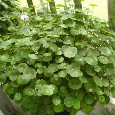 铜钱草金钱草 水培水生水养 桌面绿色盆栽植物 室内水培 花卉