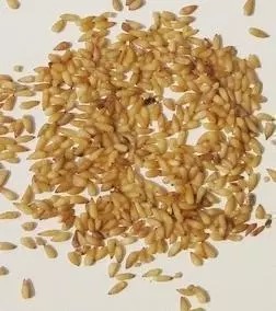 中药材 正品 柏籽仁 柏子仁 500克