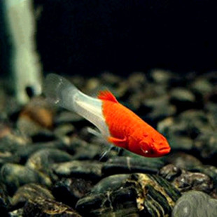 最好养观赏蟹_养什么观赏鱼最赚钱_养观赏虾好还是观赏鱼好