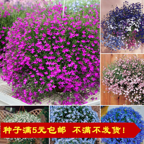 种子 六倍利种子 半边莲 赛船系列 多色选择 /10粒 进口种子 花种