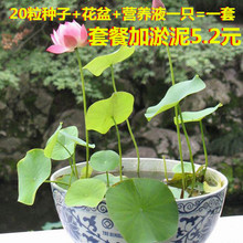 水生花卉睡莲荷花迷你睡水培植物 简单易种植 碗莲種子 水培植物