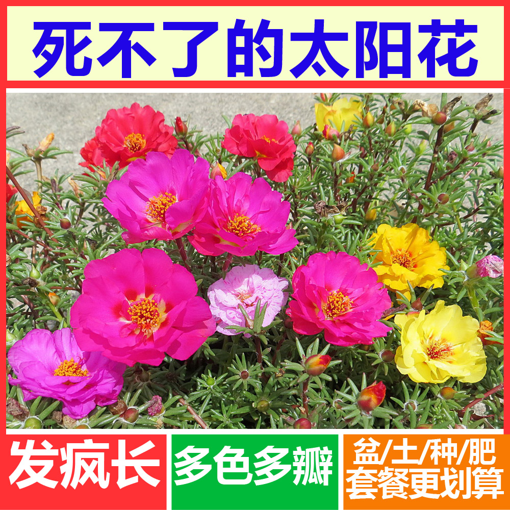 {五一花卉营销策划书}.