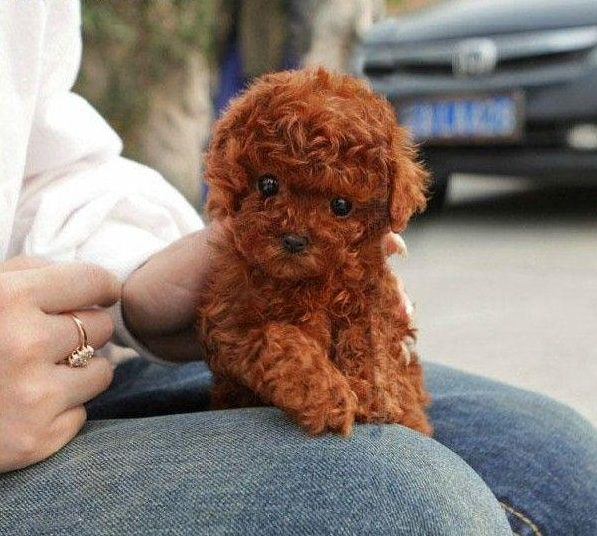 正品[泰迪熊狗的名字]买泰迪熊狗评测 广州买泰