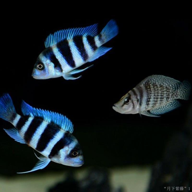 正品[三湖鲷鱼]三湖鲷鱼种类大全评测 三湖鲷鱼