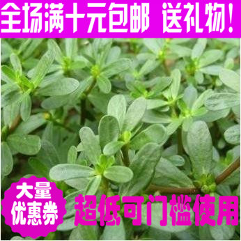 蔬菜种子 马齿苋种子 长寿菜种子 五行菜种子 补血菜 多次采摘