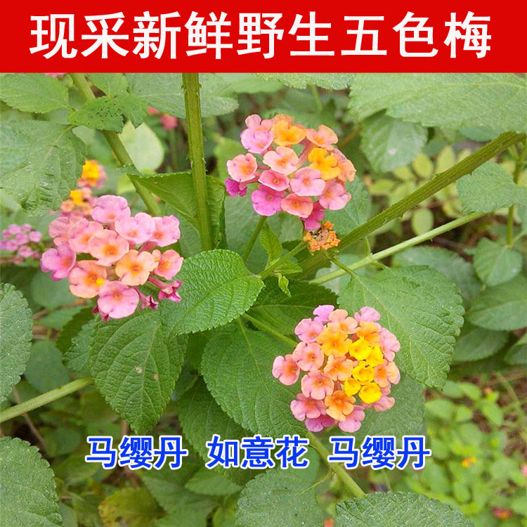 Ұɫ÷  ӧ 컨̳ 500
