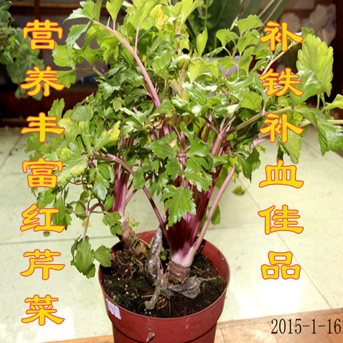 【营养丰富红芹菜种子】红茎芹菜 补铁补血补维生素特菜 非转基因