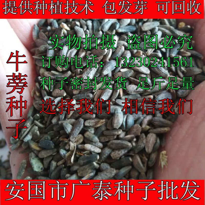 批发中药材牛蒡子种子2016年纯新产牛蒡大力子种籽 斤斤包邮促销