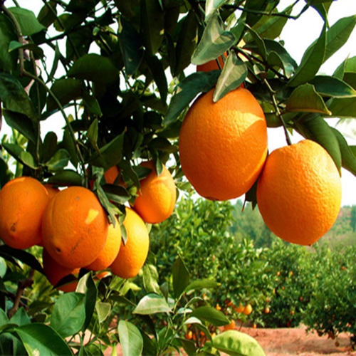 正品[橙树牌化痰素]橙树化痰素说明书评测 橙树