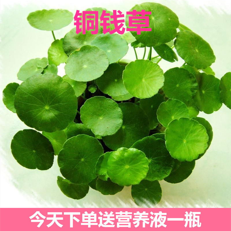野生铜钱草 金钱草种子 水培水陆缸鱼缸办公室观叶盆栽龟盆养植物
