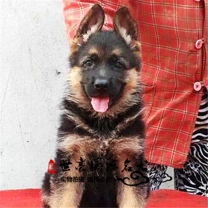 正品[背德之恋 父子 书包网]背德乱欲 父子兄弟