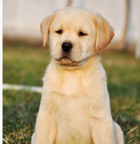 出售健康家养纯种拉布拉多幼犬 灵敏导盲犬 护主犬 宠物狗狗活体