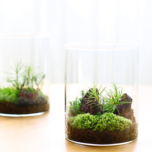 摆件 苔藓微景观玻璃小森林生态瓶办公室桌面摆件绿植diy植物 ecoey