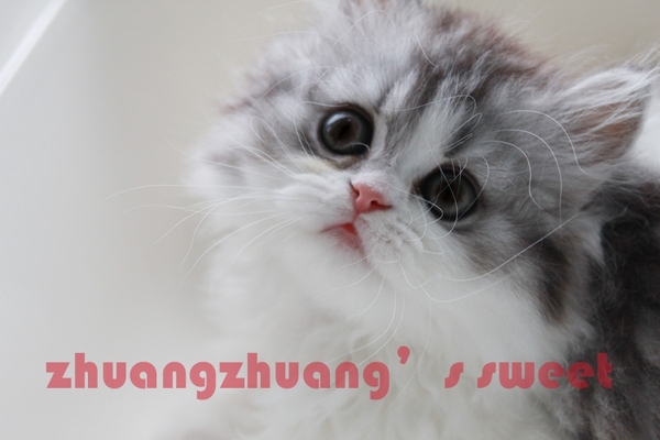 热销宠物猫 自家养宠物猫公a 起司猫正八字美