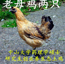 推荐最新两只老虎mp3下载 两只老虎伴奏mp3