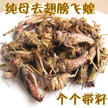 三斤顺丰 包邮 500g 2017东亚飞蝗 蚱蜢 雌蚂蚱 蝗虫 带籽 去翅纯母