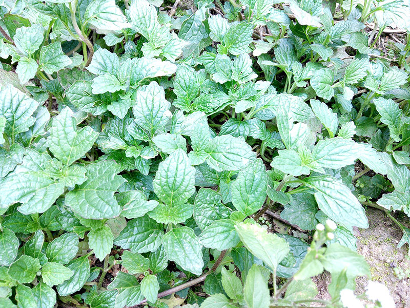 野生中草药新鲜现采白毛夏枯草苦胆草苦草白头翁散血草