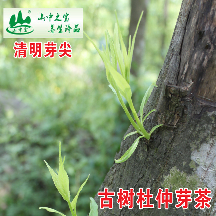 山中宝生杜仲茶正宗张家界野生杜仲芽茶实惠装500克厂家包邮