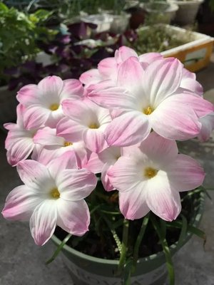 现货 风雨兰胖丽丽zephyranthes sp. labuffarosa "lily pies"