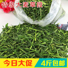 草段兔子草龙猫烘烤牧草荷镭贾砹杆橇250G 香绿大麦草 包邮 4斤