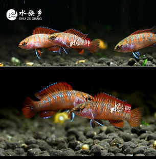 变色龙 百草园水族馆 2条/组 火焰变色龙 观赏鱼 热带鱼 宠物活体