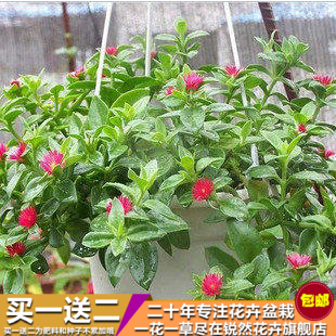 净化空气植物牡丹吊兰 吊兰盆栽室内花卉 穿心莲 牡丹吊兰花