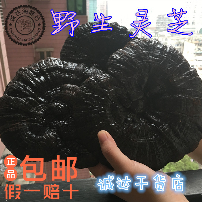 长白山野生灵芝可切片灵芝野生黑灵芝孢子粉整枝250g正品包邮