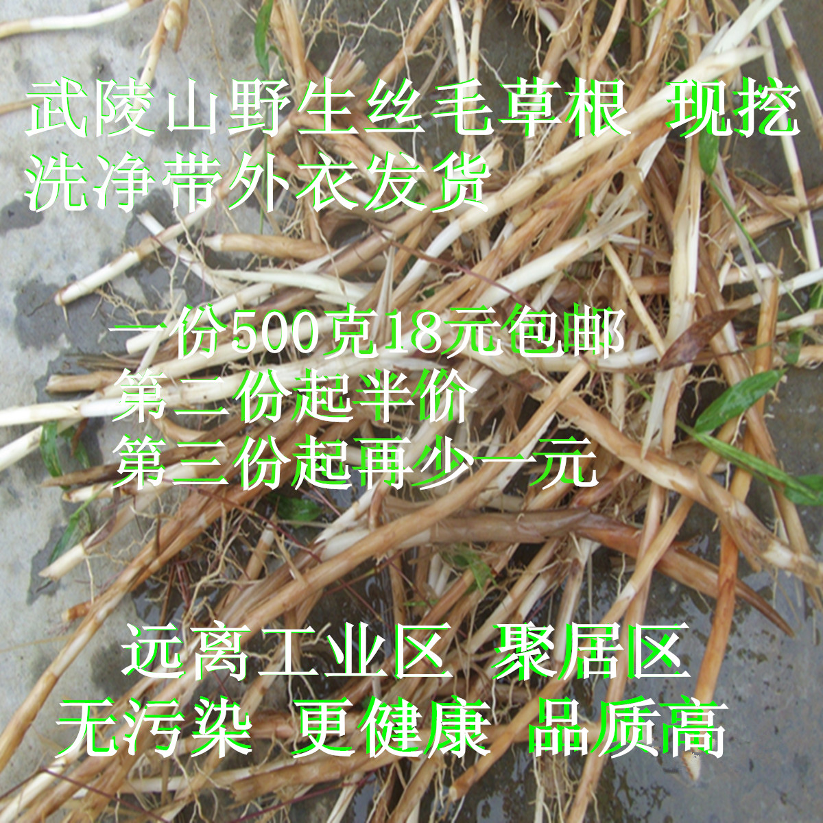 武陵山野生  毛草根 白茅根 丝毛草根  现挖中药材草药新鲜茅根茶