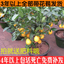 盆栽带果 柠檬苗 柠檬苗四季结果 盆栽 柠檬树苗 包邮 柠檬树