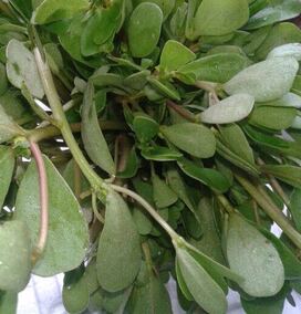纯野生马齿苋马齿菜马舌菜新鲜蔬菜