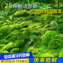 白发藓微景观生态瓶diy绿植水陆缸假山盆栽盆景青苔 鲜活苔藓植物