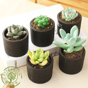 肉肉植物含盆带土