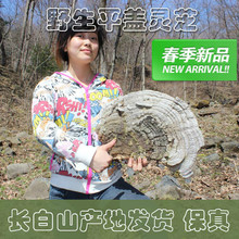 灵芝片粉长白山平盖灵芝整枝 250g正品 大个块青芝 野生树舌灵芝