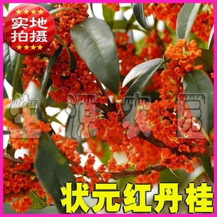 丹桂树苗状元红桂花桂花树苗桂花树苗丹桂桂花苗四季桂批发包邮