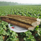 农产品生鲜蔬菜牛蒡茶原料 2017年 新鲜牛蒡根5斤装 徐州益顺康