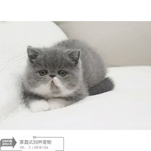 蓝白双色加菲猫宠物猫咪异国短毛猫家养纯种灰色加菲猫幼猫活体