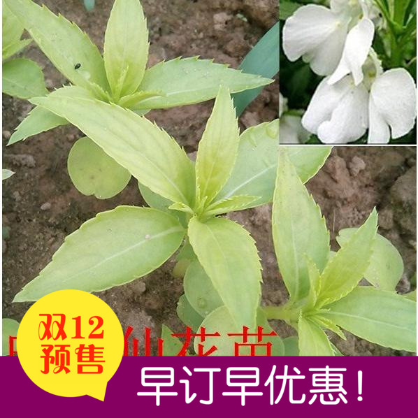 白色凤仙花苗 种子 白凤仙花苗 透骨草 指甲花苗 灰指甲药用花苗