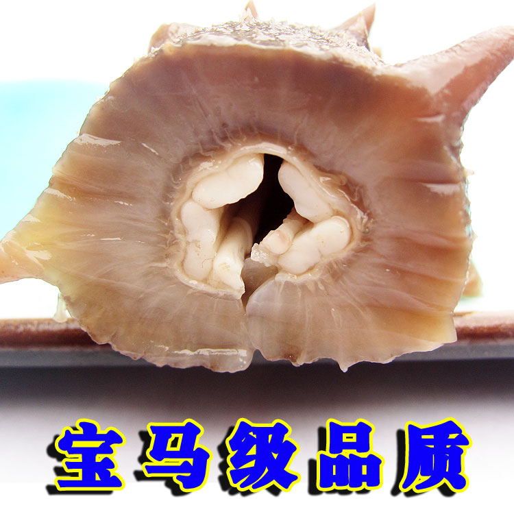 优品堂大连海参淡干海参獐子岛野生海参干货8年正品刺参辽参