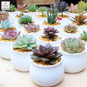 多肉植物组合盆栽含盆土