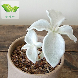 绿植 断崖女王/红花/月宴/块根/多肉植物办公室内组合绿植盆栽 小种种