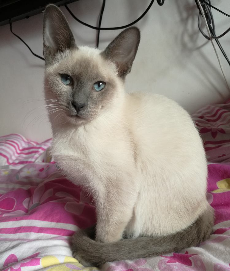 正品[暹罗连体人之谜]暹罗连体男孩评测 暹罗双