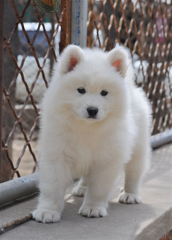 萨摩犬纯种幼犬活体狗狗宠物狗毛量足萨摩耶纯白色大型犬血统纯正