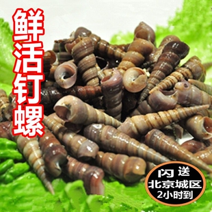鲜活钉螺 新鲜海螺丝 野生海锥螺 海鲜水产贝类500g尖螺现货