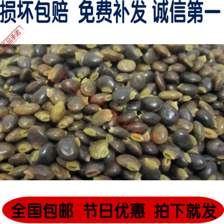 高产鸡骨草种子 中药材种籽 一年四季可以播种 全部包邮